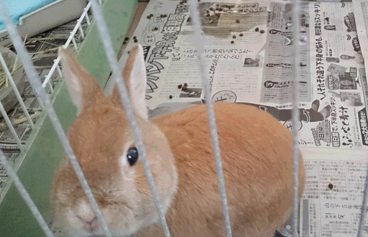 Cookie