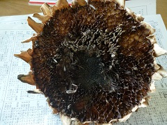 P1110994